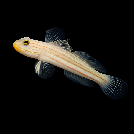 Valenciennea muralis (mural goby)