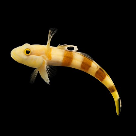 Valenciennia Ward (Tiger Watchman Goby)