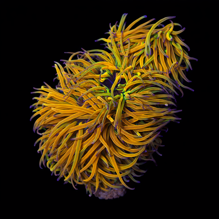 Wasroos (Anemonia viridis) Frag (Ong. 2-3 cm) WYSIWYG (1773332608671)