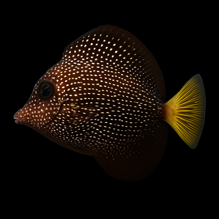 Zebrasoma gemmatum - Tank Bred