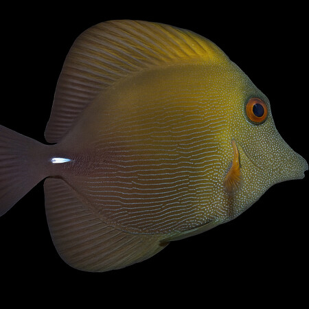 Zebrasoma scopas (Brown Sailfin Doctorfish)