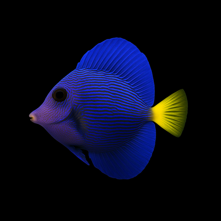 Zebrasoma xanthurum (Purple Tang) – Tank Bred