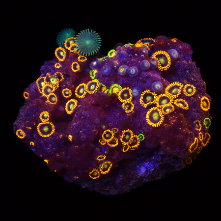 Zoanthids Fiji/Tonga assorted M (Ong. 6-7 cm) WYSIWYG (1776006141477)