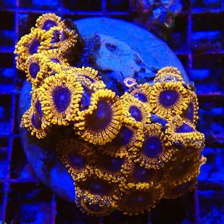 Zoanthids Lunar Eclipse  WYSIWYG (1756489569886)