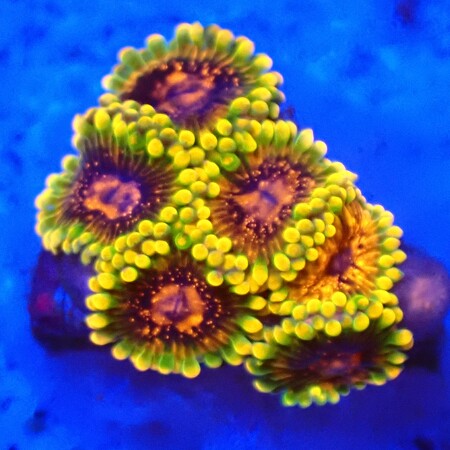 Zoanthids Mindtrix WYSIWYG (1757697850683)
