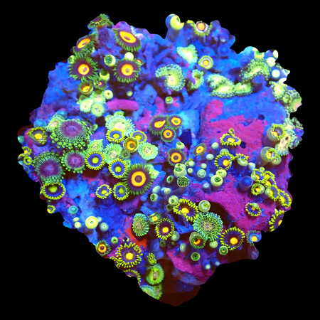 Zoanthids Tuin ultra mix WYSIWYG (1770547518242)