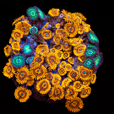 Zoanthids Ultra Garden WYSIWYG (1769203891416)