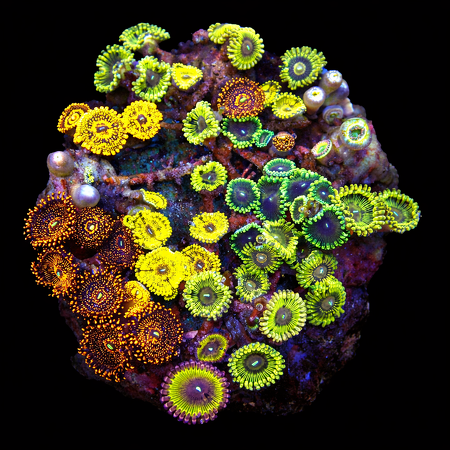 Zoanthids Ultra Garden WYSIWYG (1769203916516)