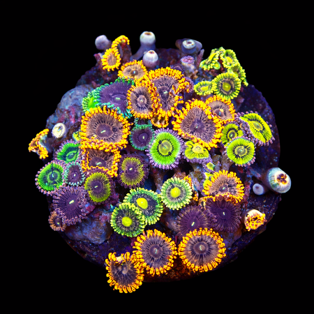 Zoanthids Ultra Garden WYSIWYG (1769203936000)