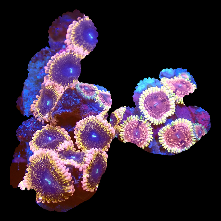 Zoanthids Ultra Garden WYSIWYG (1770551149905)