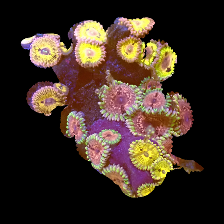 Zoanthids Ultra Garden WYSIWYG (1770551179687)