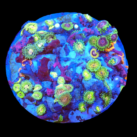 Zoanthids Ultra Garden WYSIWYG (1770551233389)