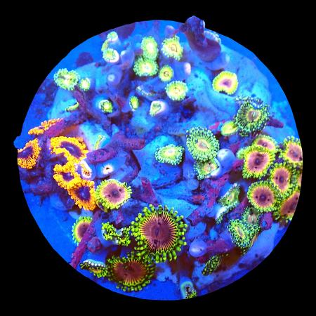 Zoanthids Ultra Garden WYSIWYG (1770551254355)