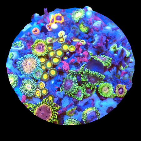 Zoanthids Ultra Garden WYSIWYG (1770551271488)