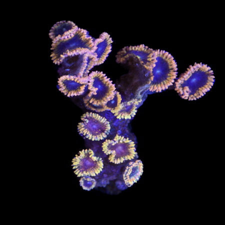 Zoanthids Ultra Garden WYSIWYG (1770981803150)
