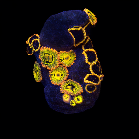 Zoanthids Ultra S (Approx. 4-5 cm) WYSIWYG (1776006181462)