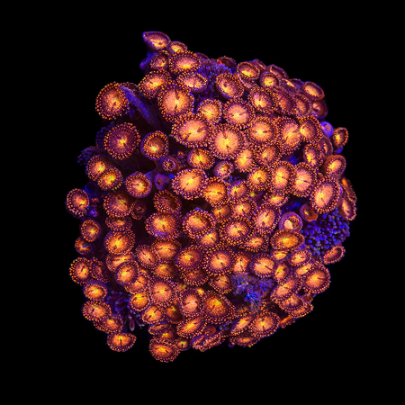 Zoanthus Alien explosion XXL (Approx. 15+ cm) WYSIWYG (1772912639529)