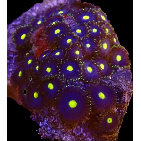 Zoanthus Blue Walter (circa 40 polyps) WYSIWYG (1752847424107)