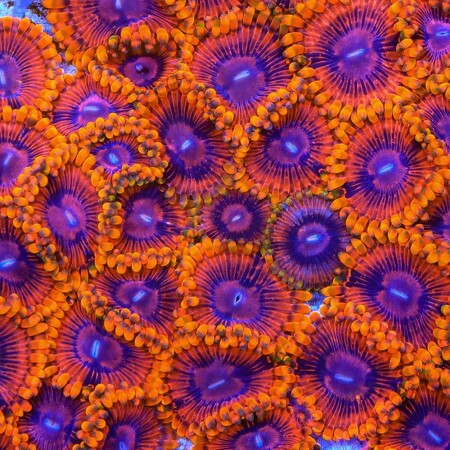 Zoanthus Burning Amber Frag (2-3 poliepen)