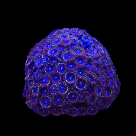 Zoanthus Magicians (200+ polyps) XXL (Approx. 15+ cm) WYSIWYG (1784463704949)