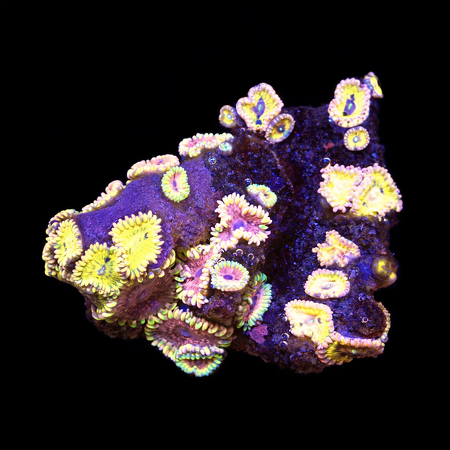 Zoanthus Pink Elephant / Stratocasters WYSIWYG (1771103357822)