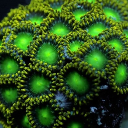 Zoanthus Radioactive Dragon Eye