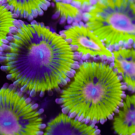 Zoanthus Reverse Pink Elephant / Stratocaster