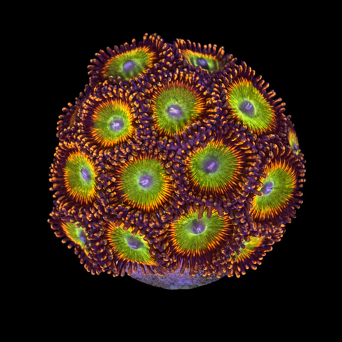 Zoanthus sp. (Bowser) Frag (Approx. 2-3 cm) WYSIWYG (1793278919669)