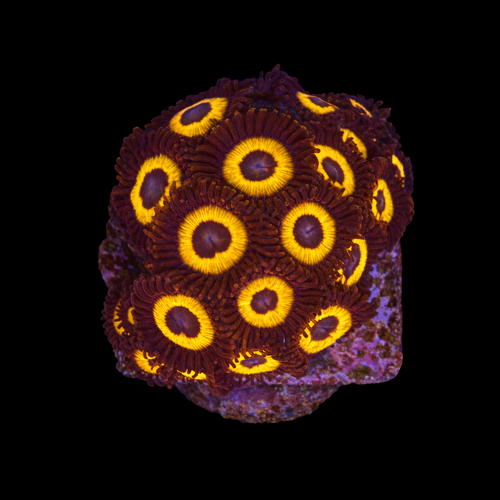 Zoanthus sp. (Johnny Pumpkin) Frag (Approx. 2-3 cm) WYSIWYG (1793278963362)
