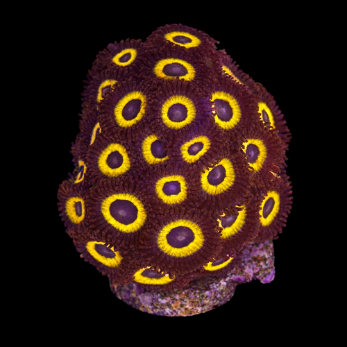 Zoanthus sp. (Johnny Pumpkin) Frag (Approx. 2-3 cm) WYSIWYG (1793278977464)