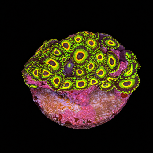 Zoanthus sp. (Three Little Birds) Frag (Approx. 2-3 cm) WYSIWYG (1793279056168)
