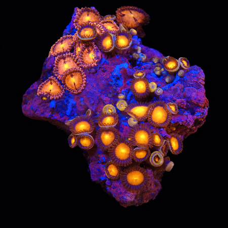 Zoanthus Special Ultra WYSIWYG (1771103483194)