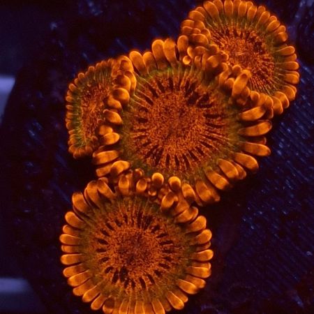 Zoanthus Speckled Krakatoa (1 polyp)