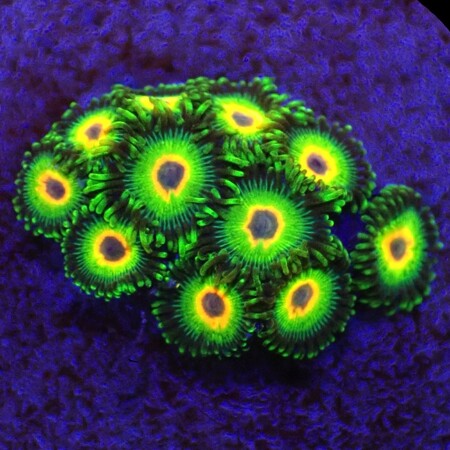 Zoanthus Three Little Birds