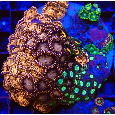 Zoanthus garden special WYSIWYG (1756407093755)