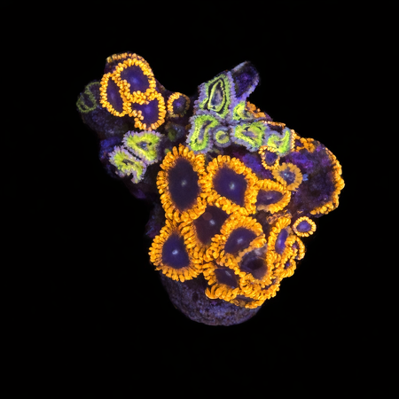 Zoanthus Ultra Garden with stratocasters WYSIWYG (1770981692984)