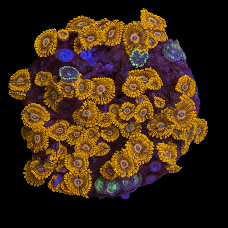 Zoanthus Ultra Garden WYSIWYG (1770981651750)