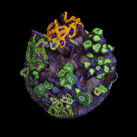 Zoanthus Ultra Garden WYSIWYG (1770982340935)