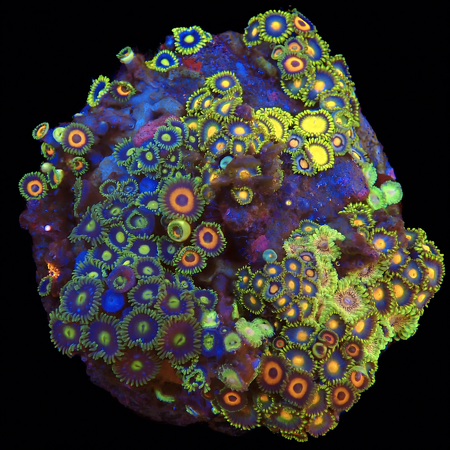 Zoanthus Ultra Garden WYSIWYG (1771103614008)